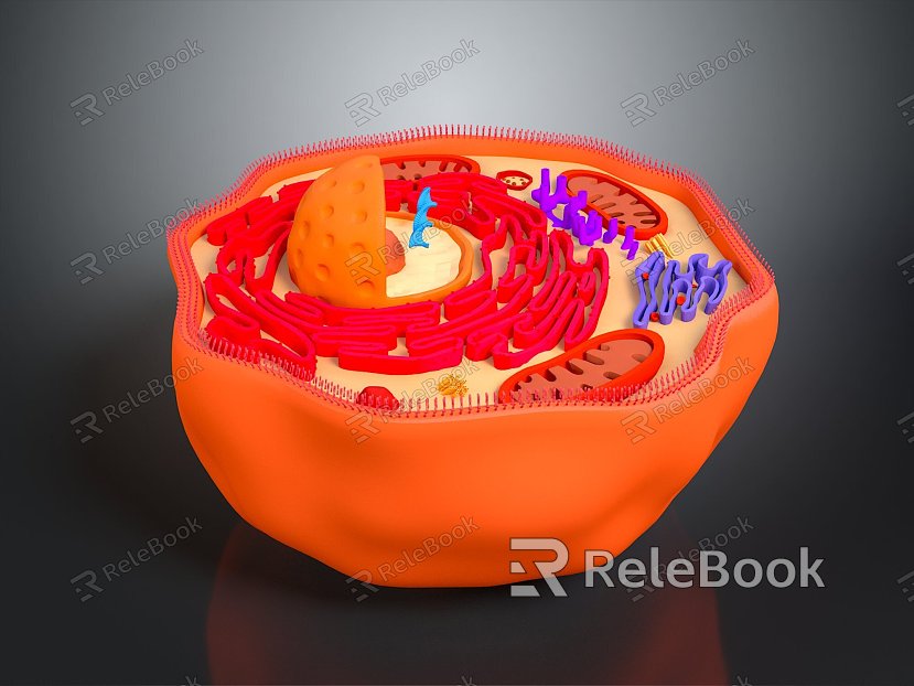 modern eukaryotic cell cross section cell structure cell tissue model