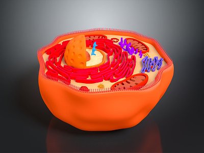 modern eukaryotic cell cross section cell structure cell tissue 3d model