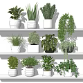 Indoor Bonsai and Potted Plants Display on White Shelves with Green Foliage