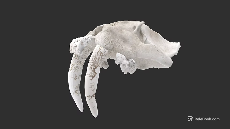Detailed Animal Skull With Long Fangs And Anatomical Bone Structure View 3d model 