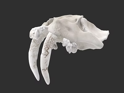 Detailed Animal Skull With Long Fangs And Anatomical Bone Structure View 3d model