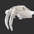 Detailed Animal Skull With Long Fangs And Anatomical Bone Structure View