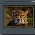 Detailed Cheetah Animal Painting With Golden Frame And Green Plant Background