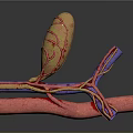 Medical Device Vascular Simulation Model With Red And Purple Tubular Structures 3d model
