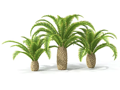 Three Palm Trees In Different Sizes With Green Fronds And Brown Trunks 3d model