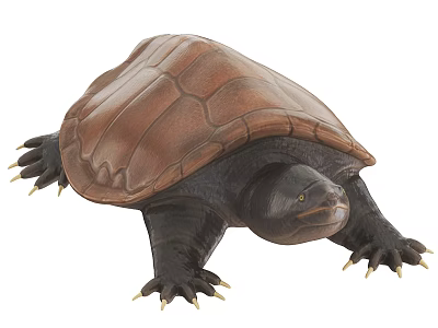 Reptile Turtle Model With Brown Shell Black Body And Sharp Claws 3d model