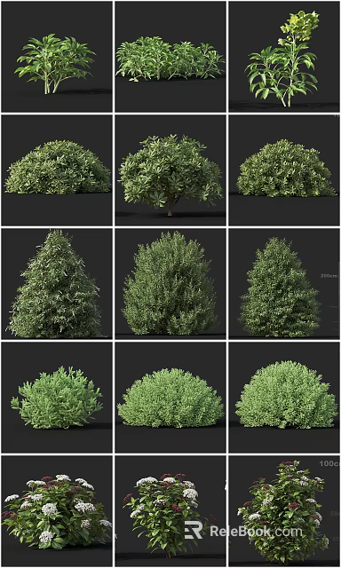Various Varieties of Garden Shrubs With Lush Green Foliage And Diverse Shapes 3d model 