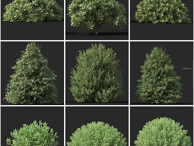Various Varieties of Garden Shrubs With Lush Green Foliage And Diverse Shapes 3d model