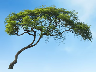 Graceful Curved Trunk Arbor With Lush Green Foliage Against Blue Sky 3d model