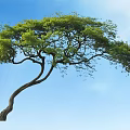 Graceful Curved Trunk Arbor With Lush Green Foliage Against Blue Sky