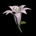Beautiful Lily Flower with Delicate Petals Stamens and Green Stem Leaf
