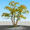 Arbor With Multiple Trunks Green And Yellow Leaves On Grass Base And Gray Ground