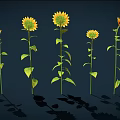 Vibrant Sunflowers With Yellow Petals Brown Centers Green Stems And Leaves On Dark Background