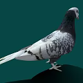 A White Head Pigeon with Purple Neck and Grayish Black Body Standing on Green Background