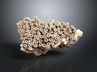Aquatic Animals Habitat Showcasing Natural Porous Pale Grayish White Coral Stone Structure 3d model