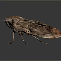 Realistic Detailed 3D Rendered Beetle With Brown Exoskeleton Compound Eyes And Legs
