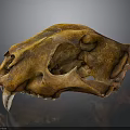 Detailed Animal Skull Fossil With Brown Texture And Canine Teeth Structure