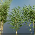Various Bamboo Plants With Green Leaves And Tall Stems In Natural Environment