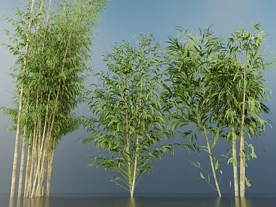 Various Bamboo Plants With Green Leaves And Tall Stems In Natural Environment 3d model