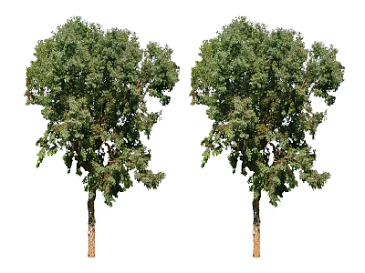 Two Arbors With Lush Green Foliage And Sturdy Trunks In Natural Growth 3d model