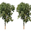 Two Arbors With Lush Green Foliage And Sturdy Trunks In Natural Growth