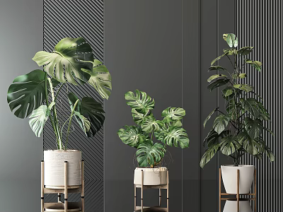 Potted Monstera Plants Different Sizes White Pots Woven Decor Wooden Stands Gray Background Indoor 3d model