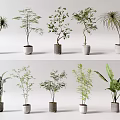 Various Bonsai Potted Plants In Ceramic Pots For Indoor Decorative