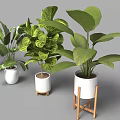Various Bonsai Potted Plants with Different Green Species and Decorative Planters