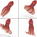 Squid with Bound and Animated Squid Octopus Vampire Squid Red Squid 3d model