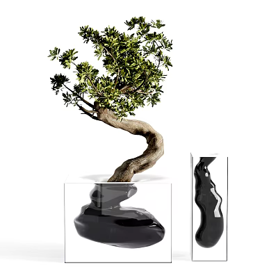 New Chinese Bonsai Bonsai Bonsai 3d model