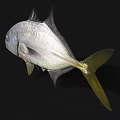 Silver Colored Marine Fish Featuring Yellow Tail And Fins In High Definition Close Up