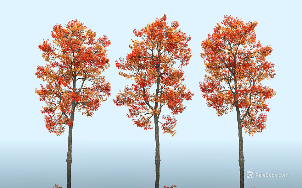Three Arbor Trees With Orange Red Autumn Foliage And Dark Trunks Against Light Blue Background 3d model 