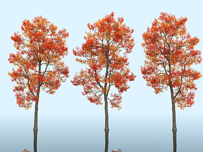 Three Arbor Trees With Orange Red Autumn Foliage And Dark Trunks Against Light Blue Background 3d model