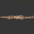 Red Spotted Aquatic Fish With Blue Eyes Long Body And Distinctive Markings