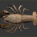 Orange Crayfish Aquatic Animal with Large Claws and Spotted Legs Isolated on Dark Background