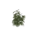 Lush Green Shrub With Dense Palm Like Leaves And Vibrant Foliage