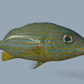 Vibrant Blue And Yellow Striped Aquatic Fish With Colorful Patterns
