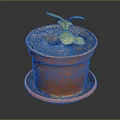 Young Green Seedling Growing in Terracotta Pot with Saucer on Dark Surface