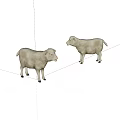 Two Fluffy White Lambs With Soft Wool Standing On Clean White Background