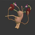 3D Anatomical Model of Human Urinary Organs Kidneys Bladder and Ureters