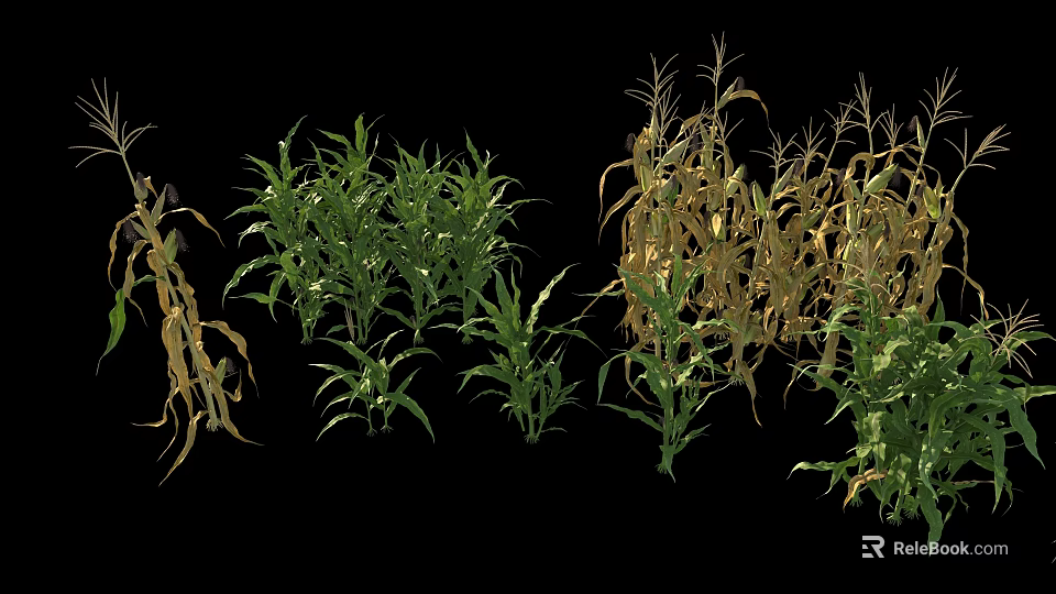Corn Crop Plants In Various Growth Stages With Green And Yellow Leaves 3d model 