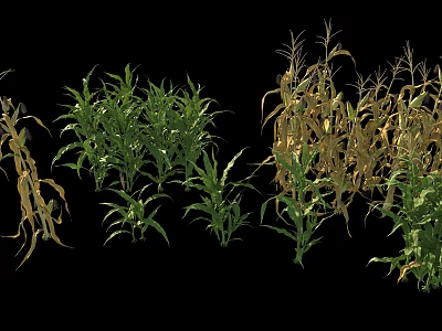 Corn Crop Plants In Various Growth Stages With Green And Yellow Leaves 3d model