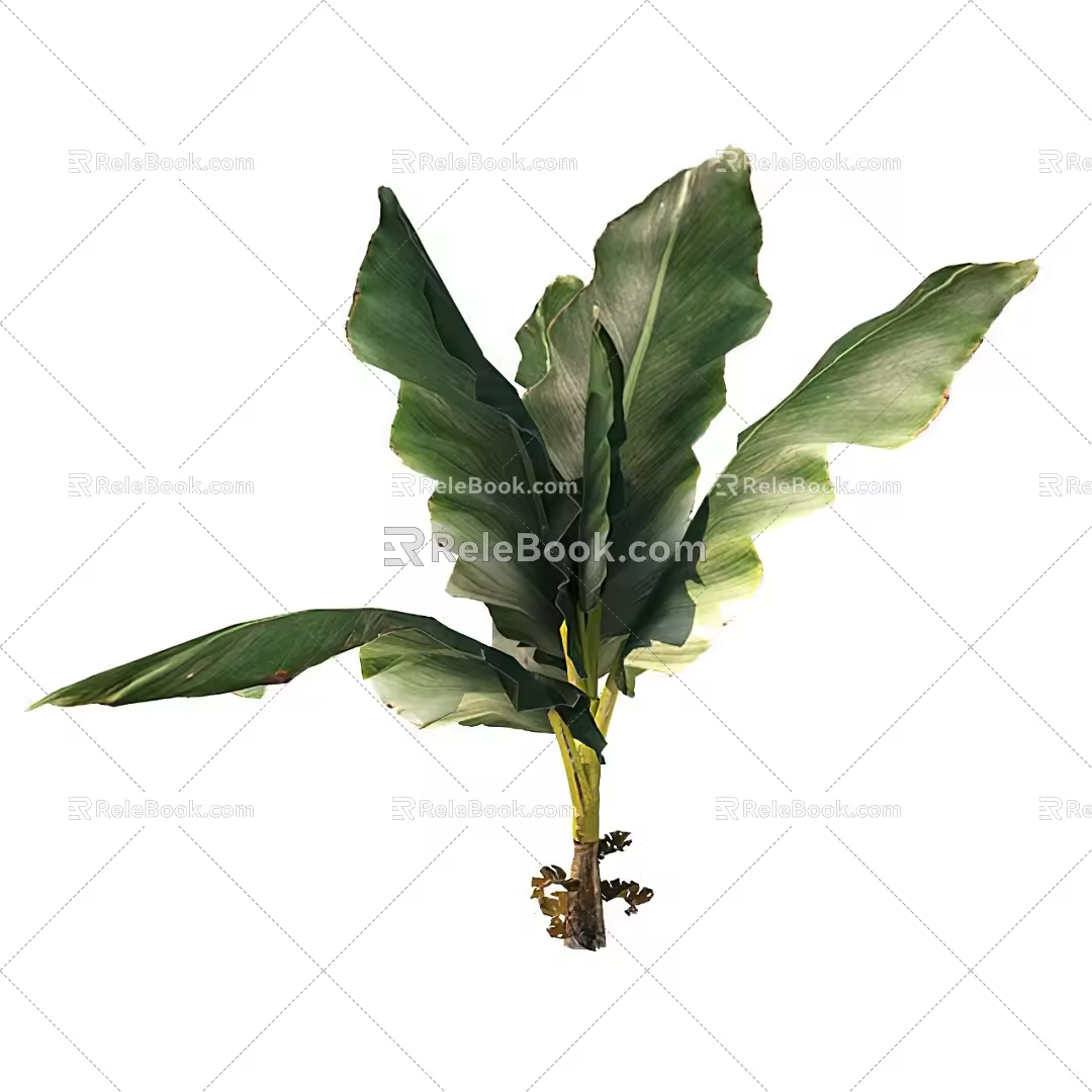 Palm Tree 3d model