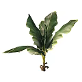 Palm Tree 3d model