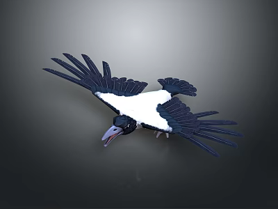 Flying Black And White Bird With Spread Wings Against Grey Background 3d model