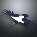 Flying Black And White Bird With Spread Wings Against Grey Background 3d model