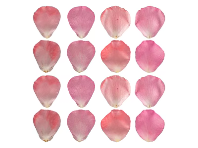 Pink Flower Petals Arranged Neatly On White Background For Decoration 3d model