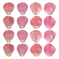 Pink Flower Petals Arranged Neatly On White Background For Decoration