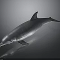 Detailed Silver Dolphin With Shiny Smooth Skin On Dark Reflective Surface