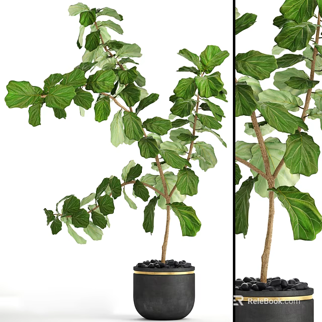 Bonsai Plant With Lush Green Leaves And Healthy Branches In Black Pot 3d model 